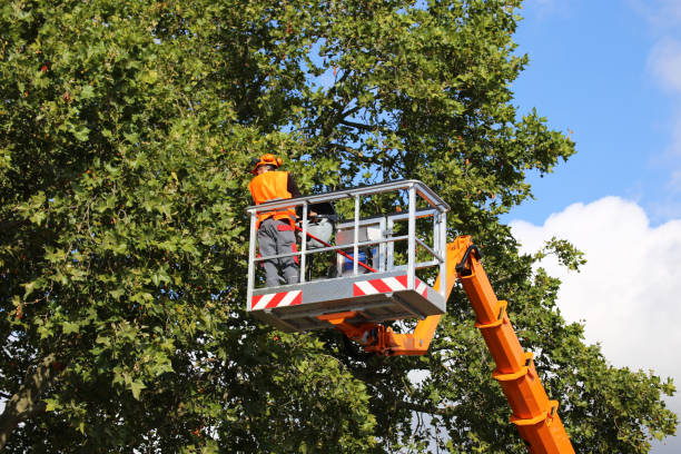 Best Seasonal Cleanup  in Scandia, MN